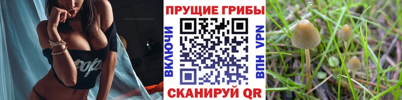 как найти   kraken сайт  Галлюциногенные грибы Psilocybe  Приволжск 